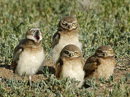 Burrowing owls